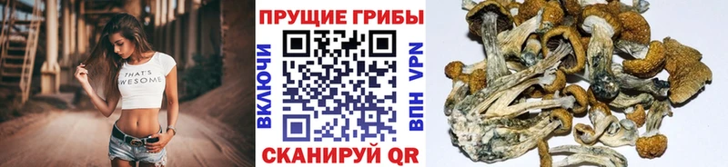 Псилоцибиновые грибы Cubensis  Ликино-Дулёво 